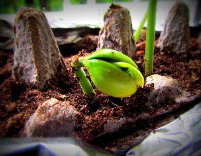 The Flickering Mind Of Monkeys